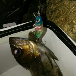 極寒メバルプラッキングゲーム