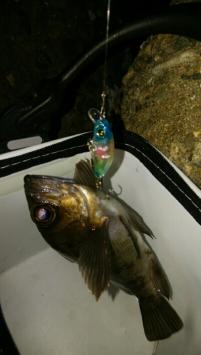 極寒メバルプラッキングゲーム