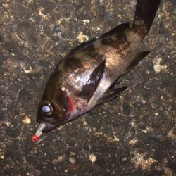 メバリング良好