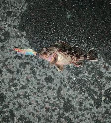 ヤリイカ二回戦