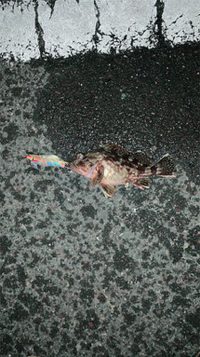 ヤリイカ二回戦