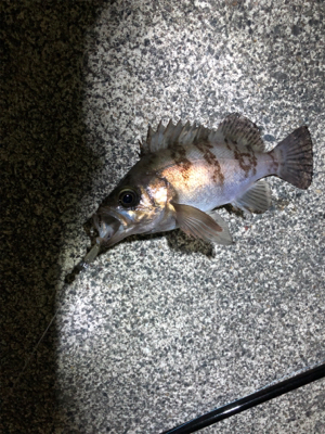 メバル、カサゴ