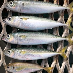 青物不発からのサバ狙い♪