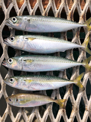 青物不発からのサバ狙い♪