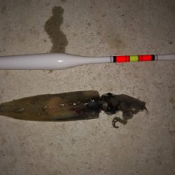 劇シブのヤリイカ