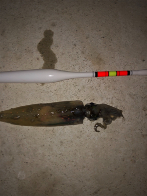 劇シブのヤリイカ