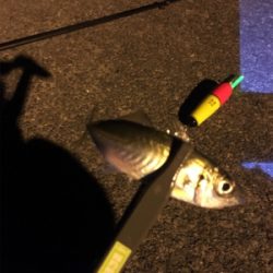 サビキとマイクロテンヤ