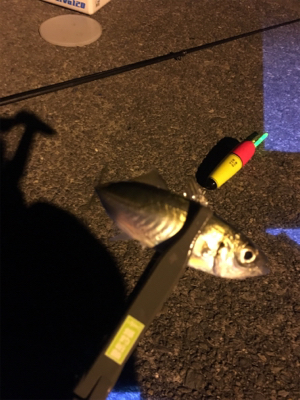 サビキとマイクロテンヤ