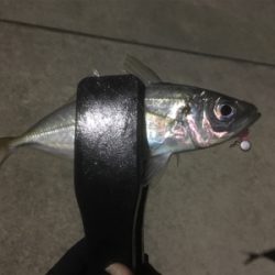 アジング‼️カマシング??