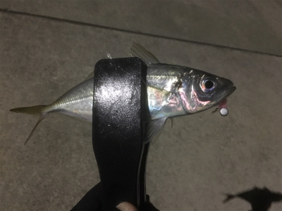 アジング‼️カマシング??