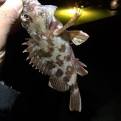 ガシラとメバル