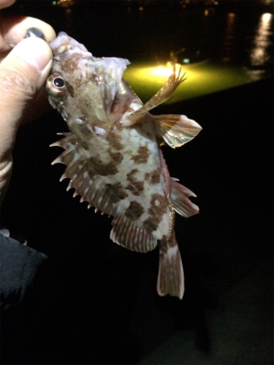 ガシラとメバル