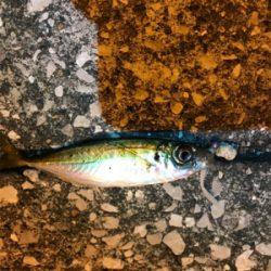 牛深ライトゲーム①