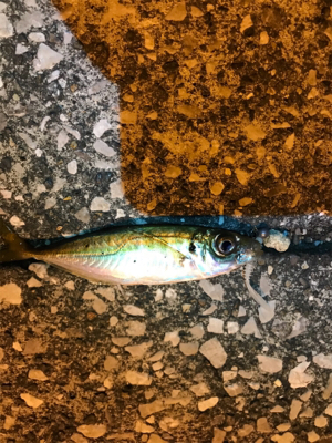 牛深ライトゲーム①