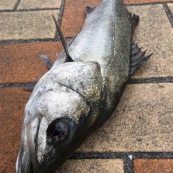 小雪が舞う中エビ撒き