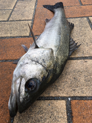 小雪が舞う中エビ撒き