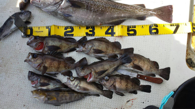 プライベートボートで仙台湾カレイ・スロージ…