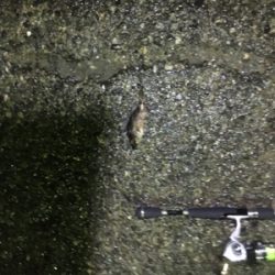 大荒れライトゲーム