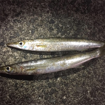 カマス探しの旅