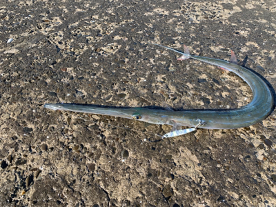 メーターオーバーヤガラ祭り