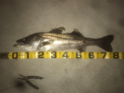 やっと今年初シーバス！