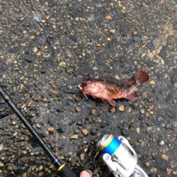 カサゴは裏切らない