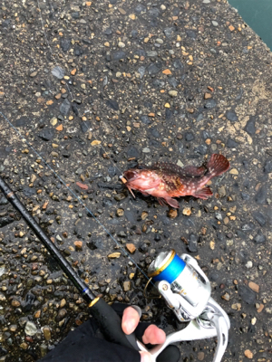 カサゴは裏切らない