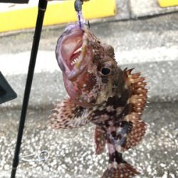 牛深ライトゲーム②