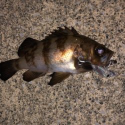 強風の中のメバリング