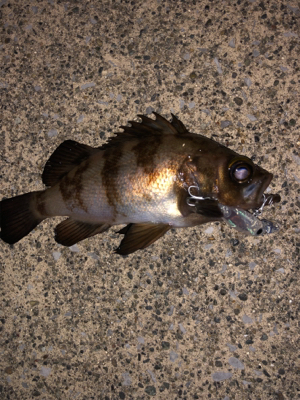 強風の中のメバリング