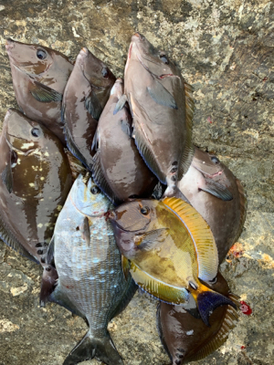 小才角 磯フカセ