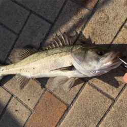 極寒のな中 ハネの活性高い