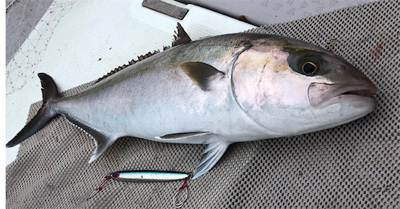 カンパチ釣れました！