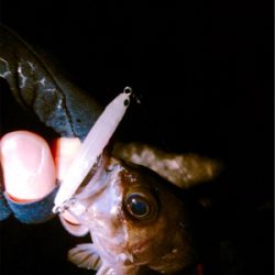 プラッキング絶好調です