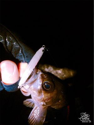 プラッキング絶好調です