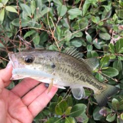 真冬のバス釣り