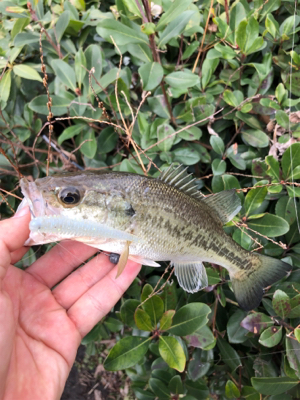真冬のバス釣り