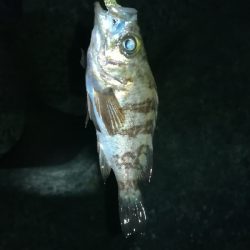 ナイトメバリング