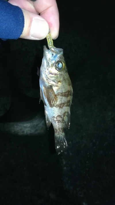 ナイトメバリング