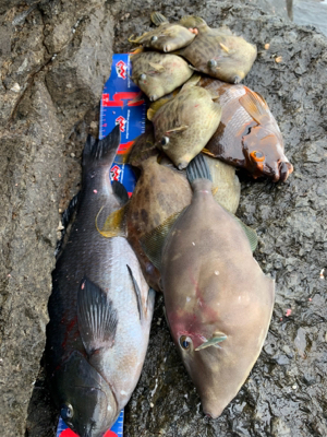 御五神島 沖磯フカセ