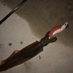 久しぶりのスルメイカ