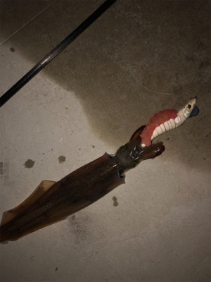 久しぶりのスルメイカ