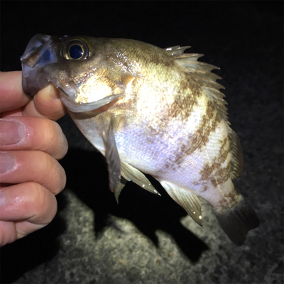 メバリング、ガシラ・セイゴも