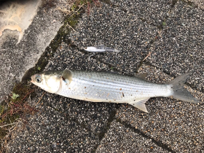 アタリはボラ？