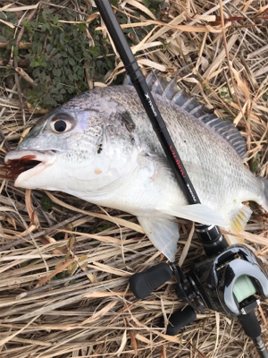 アンタレスDCMD初陣！チニング