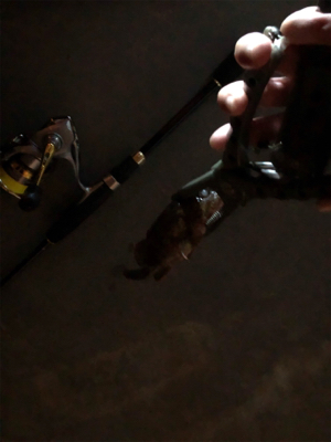 ナイトガシリング