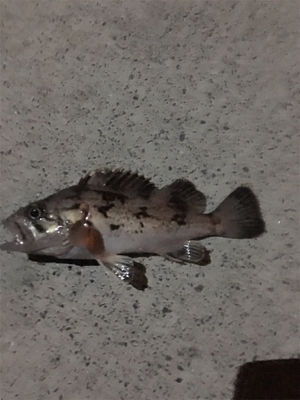 久しぶりの釣り