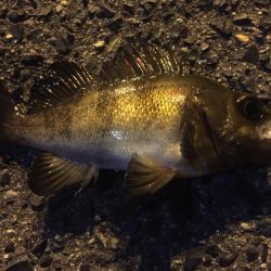 ライトゲームにチャレンジ