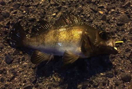 ライトゲームにチャレンジ