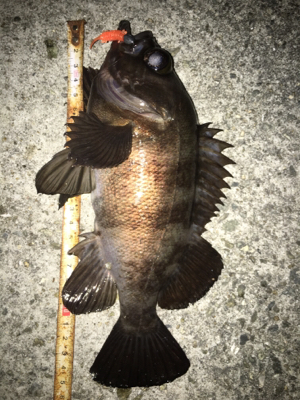 天気予報に騙されましたが記録更新！